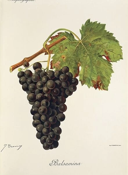 Balsamina grape, illustration by J. Troncy