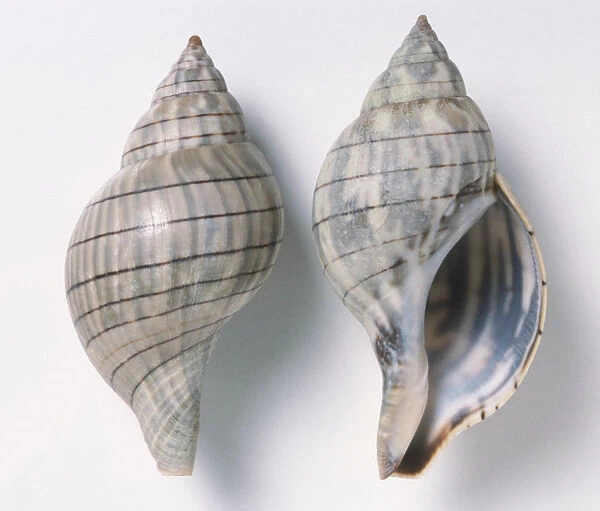 Two Banded Tulip shells (Fasciolaria lilium), close up