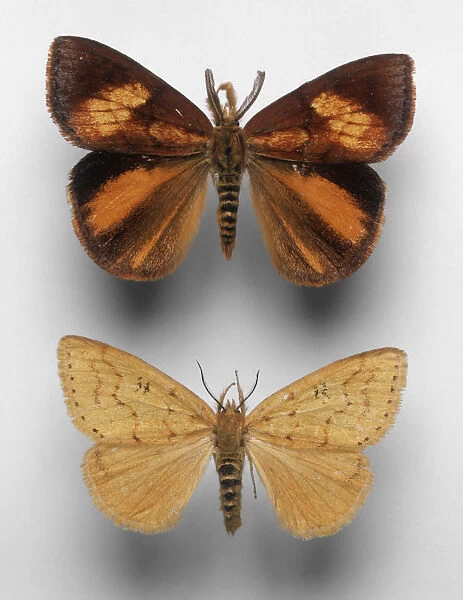 Banded vapourer (Aroa discalis), mounted male moth, both sides