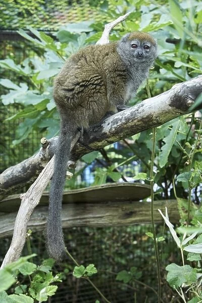 Bandro or Alaotran bamboo lemur (Hapalemur alaotrensis) perching on a branch