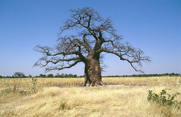 Baobab Tree, South Africa