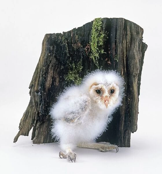 Barn owl (Tyto alba) chick
