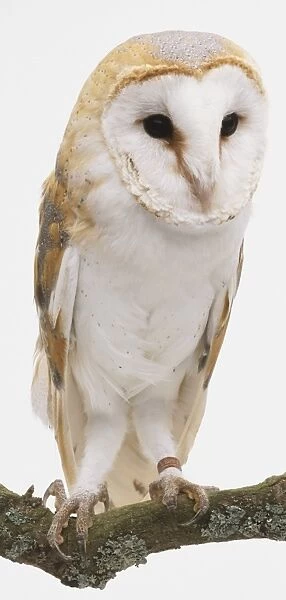 Barn Owl (Tyto alba), white owl with brown and grey feathers, perching on a branch, front view