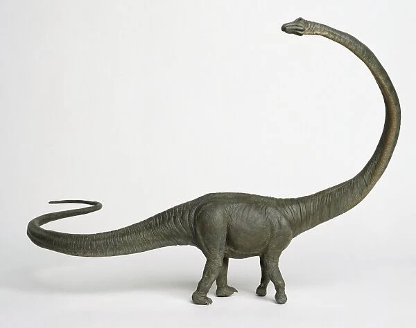 Barosaurus with long curved neck
