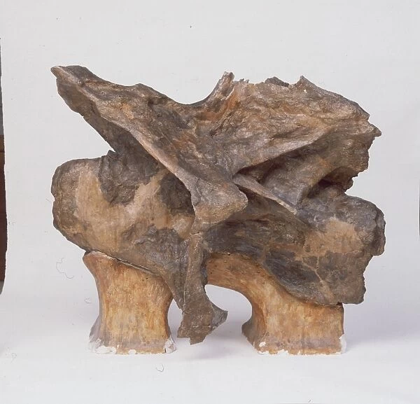 Barosaurus: Old looking piece of dinosaur backbone