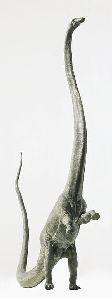 Barosaurus rearing up on its hind legs