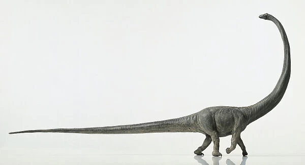 Barosaurus with tail out straight and head raised