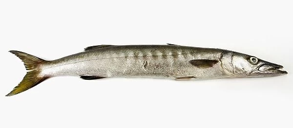 Barracuda (Sphyraena)