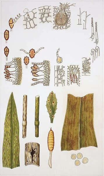 Basidiomycota, illustration