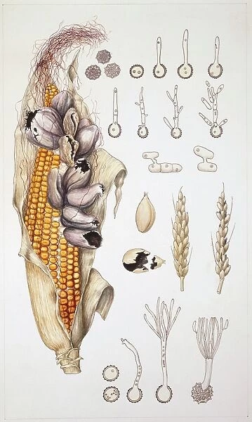 Basidiomycota Ustilaginales, illustration