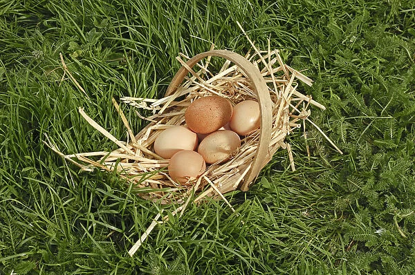 Basket of eggs in grass