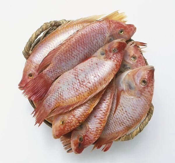 Basket packed with fresh fish, view from above