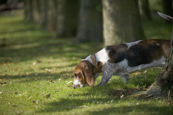 Basset Hound sniffing grass near row of tree trunks