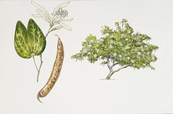 Bauhinia (Bauhinia forficata) plant with flower, leaf and fruit, illustration