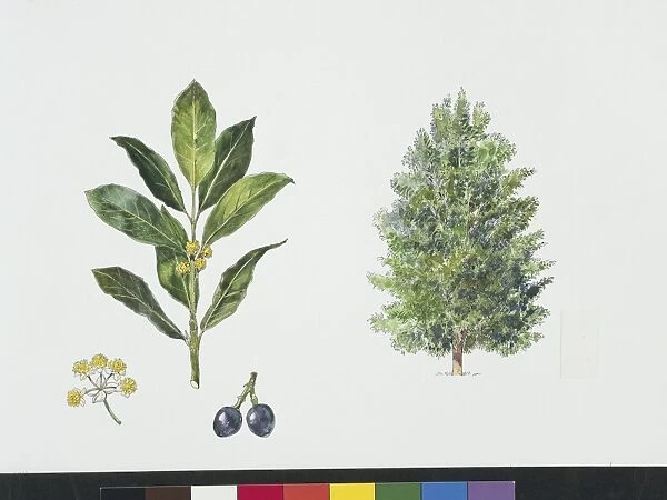 Bay Laurel (Laurus nobilis), plant with leaves and flowers, illustration