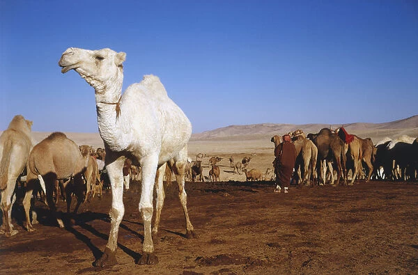 Bedouins with a large herd of camels at a watering hole south of Amman, Jordan, large white camel in foreground