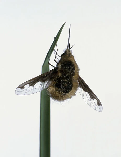 Bee fly clinging to a blade of grass