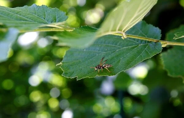 Bee on a Leaf