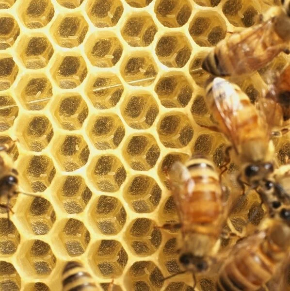 Bees on a honeycomb, close-up
