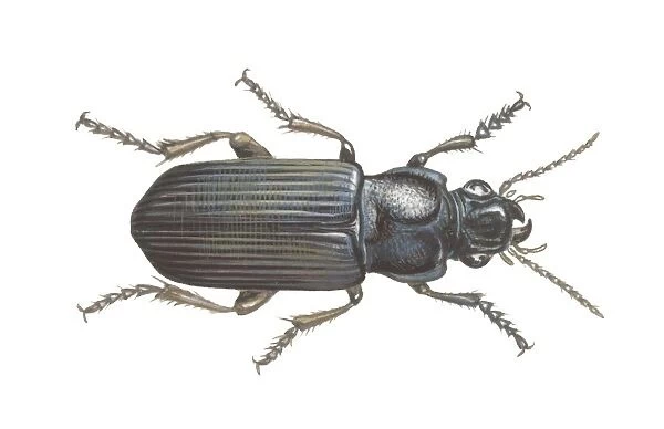 Beetle (Zabrus tenebrioides), illustration