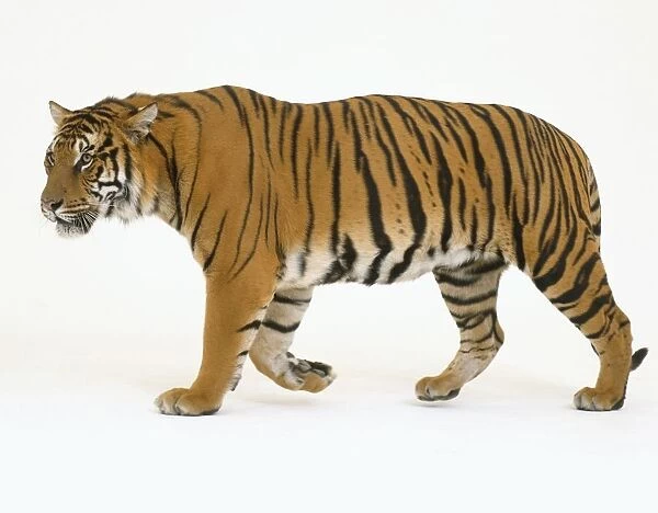 Bengal tiger (Panthera tigris tigris) walking, side view