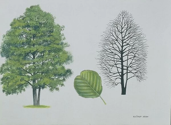 Betulaceae - Black or European alder Alnus glutinosa, illustration
