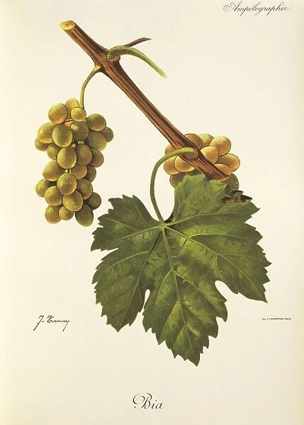 Bia grape, illustration by J. Troncy