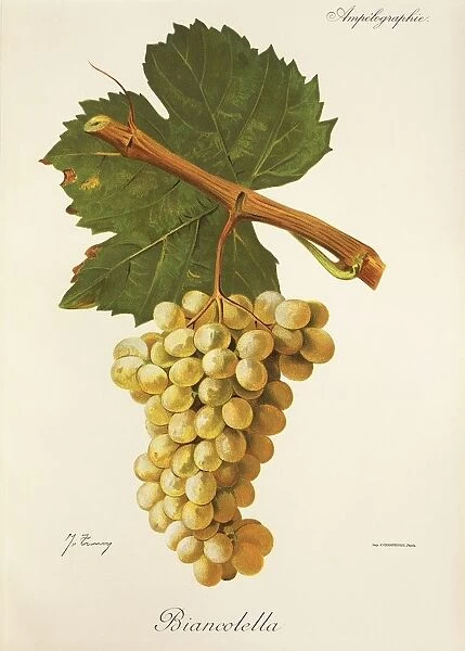 Biancolella grape, illustration by J. Troncy