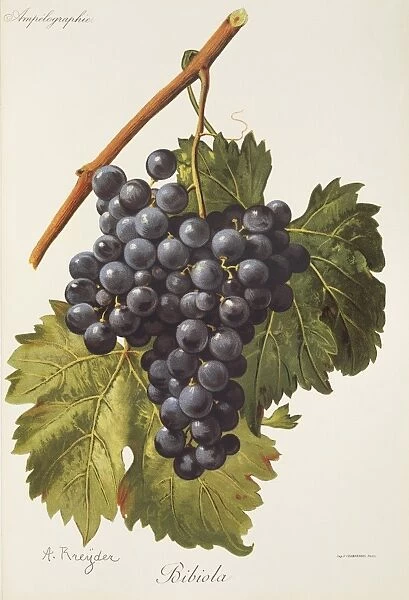 Bibiola grape, illustration by A. Kreyder