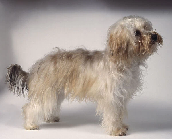 Bichon-Yorkie (Bichon Frise and Yorkshire Terrier) cross-bred semi-longhaired dog, standing