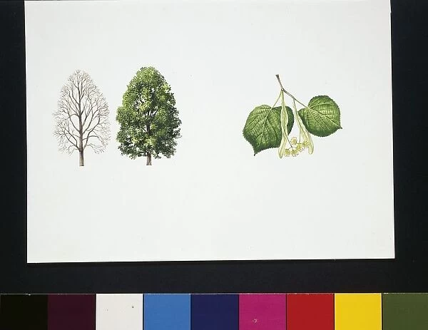 Big-leaved lime (Tilia platyphyllos), illustration