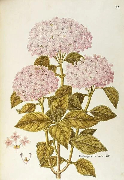 Bigleaf or French Hydrangea (Hydrangea macrophylla), Hydrangeaceae by Angela Rossi Bottione, watercolor, 1802-1806
