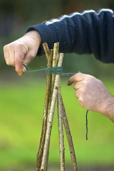 Binding rods together with twine to make a willow wigwam