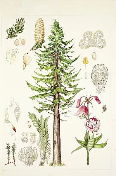 Biology, Metagenesis of superior plants, illustration