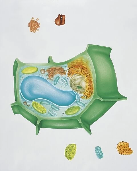 Biology, Plant cell structure, cross section, Illustration