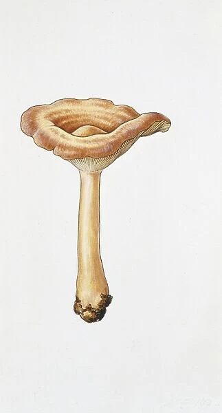 Birch Milkcap (Lactarius tabidus), illustration