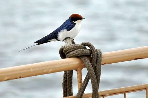 Bird. Chobe National Park. Botswana