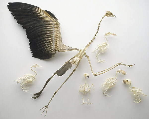Bird skeletons including, from left to right, Mandarin Duck, Gliding Heron with wing feathers, chest view of Owl, Puffin and Parrot