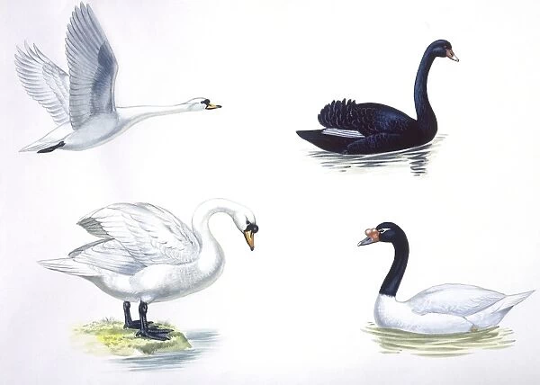 Birds: Anseriformes, from left: Mute Swan (Cygnus olor) flying and on ground, Black Swan (Cygnus atratus), Black-necked Swan, (Cygnus melanocoryphus), illustration