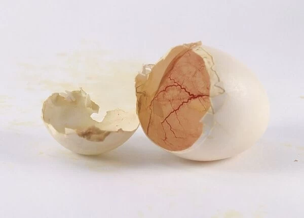 Birds egg shell cracked in two after hatching