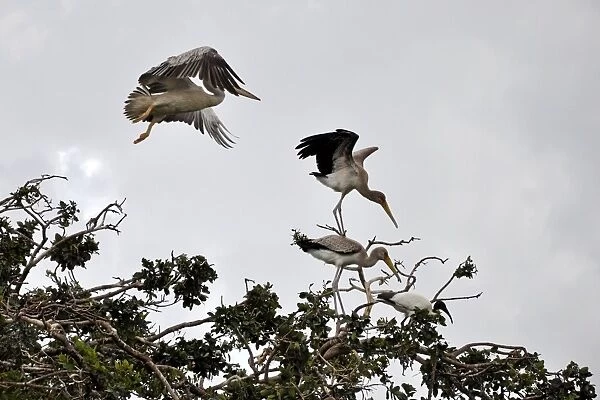Birds. Okavango delta. Botswana