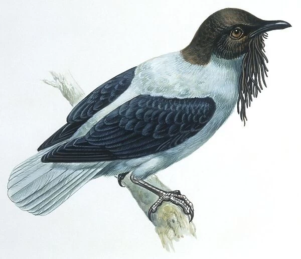 Birds, Passeriformes, Bearded Bellbird, (Procnias averano), illustration