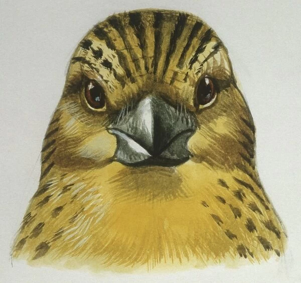 Birds: Passeriformes, head of Canary (Serinus canaria), illustration