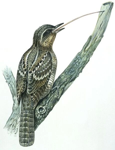 Birds: Piciformes, Eurasian Wryneck, (Jynx torquilla), illustration