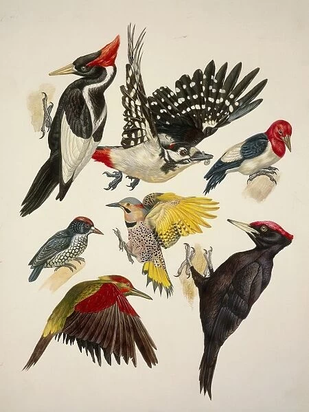 Birds, variety of Piciformes, Illustration