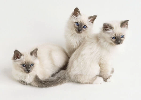 Three Birman kittens