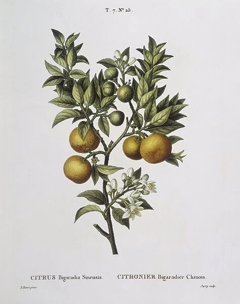 Bitter orange (Citrus bigaradia sinensis), Henry Louis Duhamel du Monceau, botanical plate by Pancrace Bessa