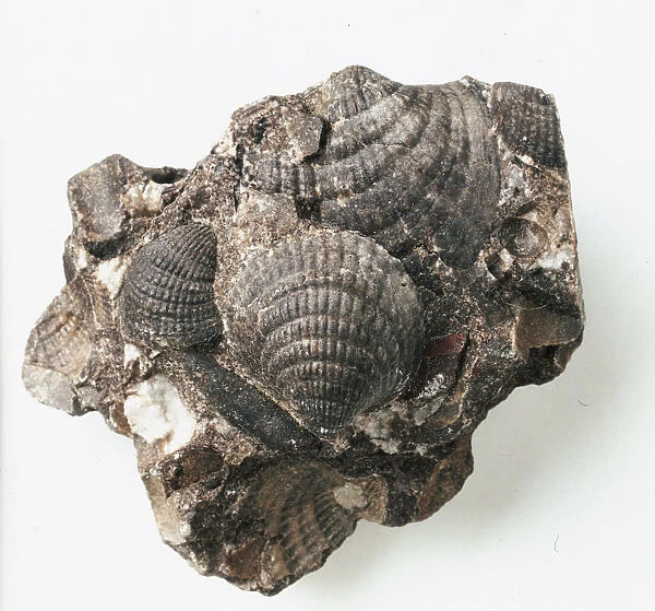 Bivalves - Cardiola: A cluster of fossilised shells of Cardiola interrupta J. de C. Sowerby, which is believed to have lived just below the sediment in moderately deep waters