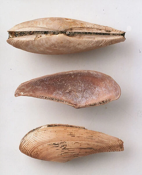 Bivalves - Nuculana: The joined valves, the interior and the exterior of the nut clam or Nuculana marieana (Aldrich), which lives burrowed into mud and sand at a wide range of depths and temperatures