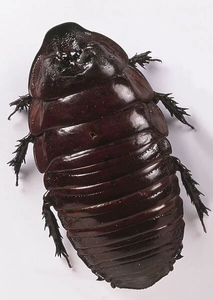 Blaberid cockroach (Blaberidae)